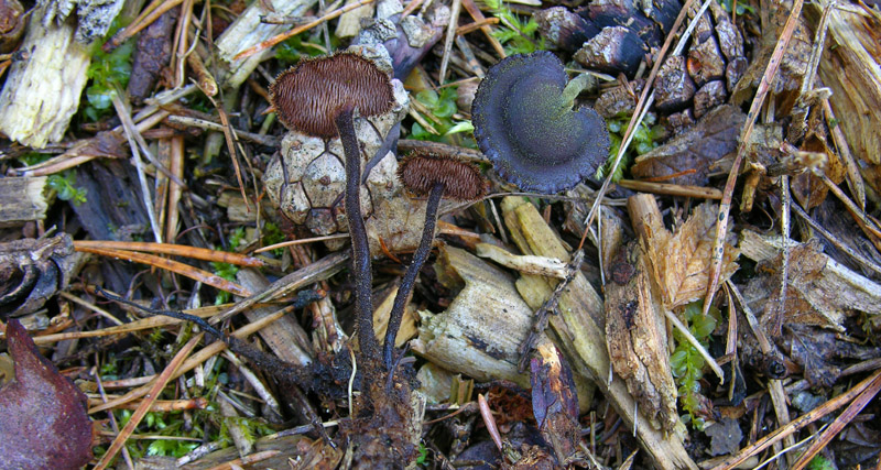 Auriscalpium vulgare Gray